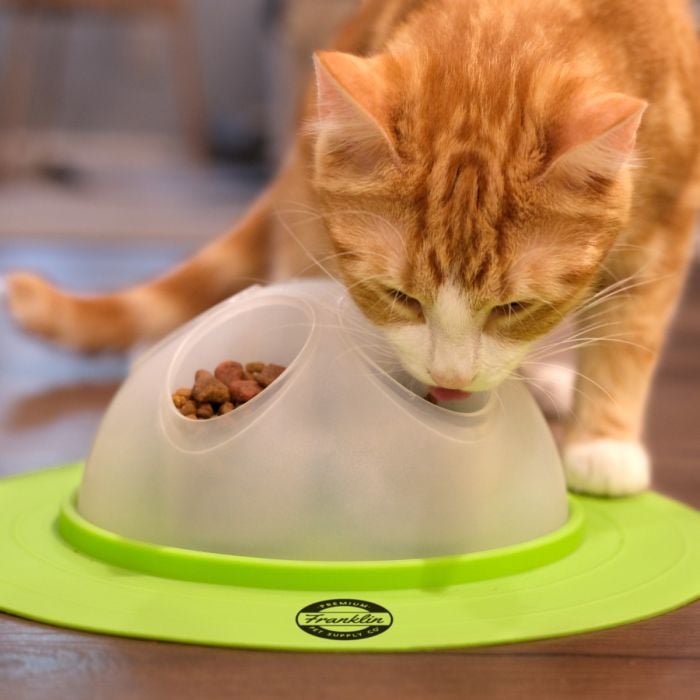 Catit food bowl best sale