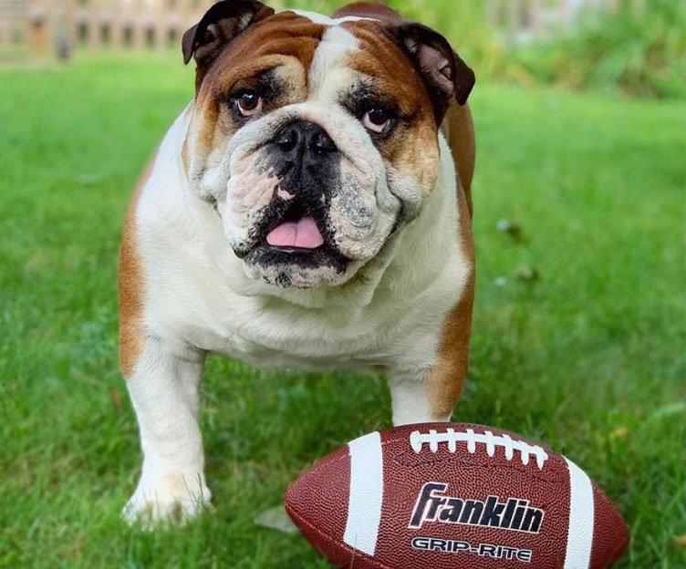 dog with a football